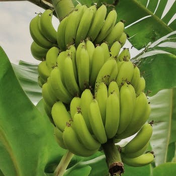 Banana Plant Knowledge: An Herb or a Fruit?