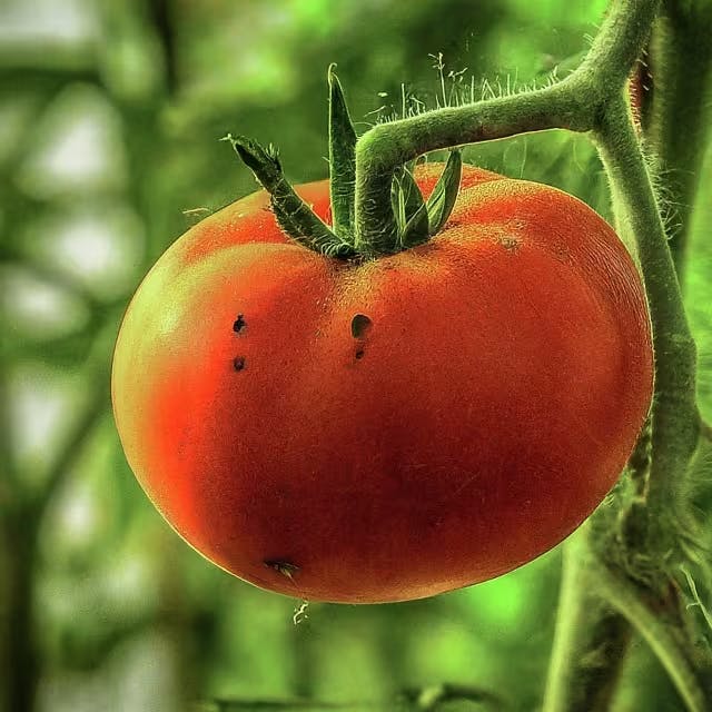 Preventing Diseases in Tomato Plants Through Seed 