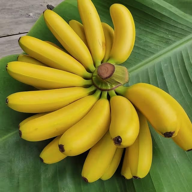 Banana Varieties: Exploring the Diversity