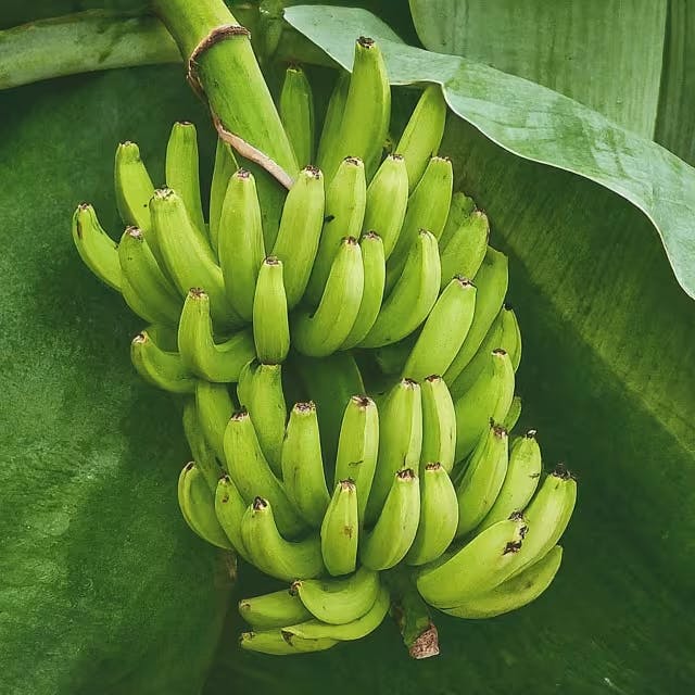 Understanding the Diversity of Banana Varieties Im