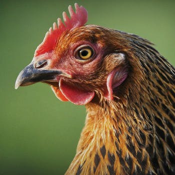 Getting to Know Iman: A Backyard Chicken's Story