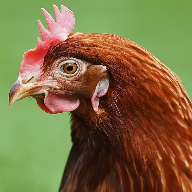Essential Care Tips for Healthy Backyard Chickens 