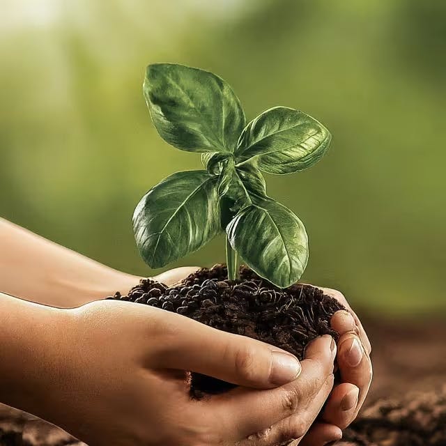 Preparing Your Soil for Optimal Growth Image