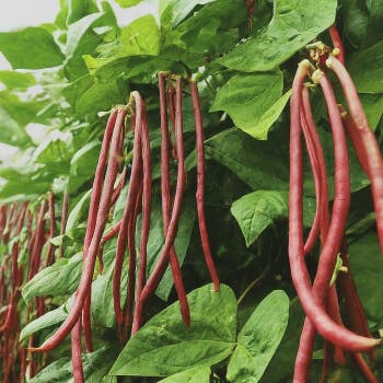 Growing Chinese Red Noodle Yardlong Beans