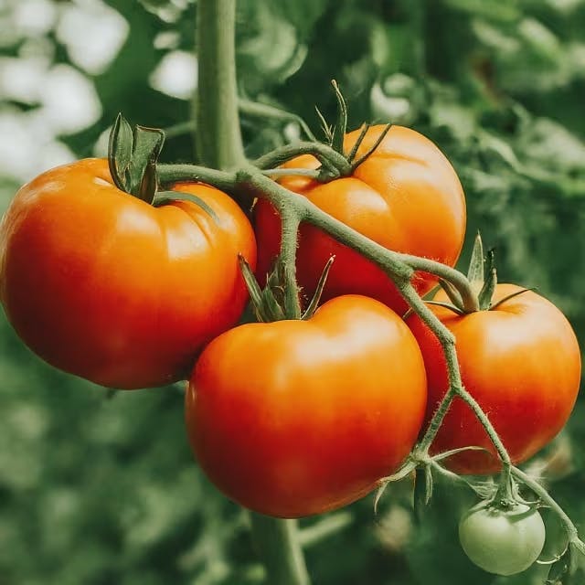 Unlocking the Secrets of Fermenting Tomato Seeds I