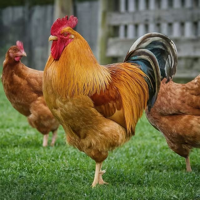 Understanding Chicken Behavior and Social Dynamics