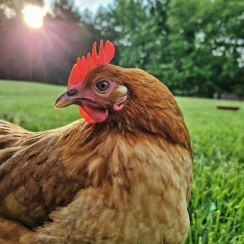 Meet Kimora: Life with Backyard Chickens